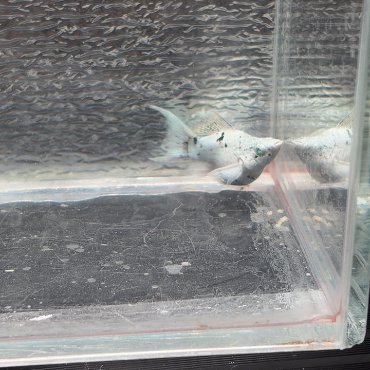 孔雀鱼玛丽鱼一条母