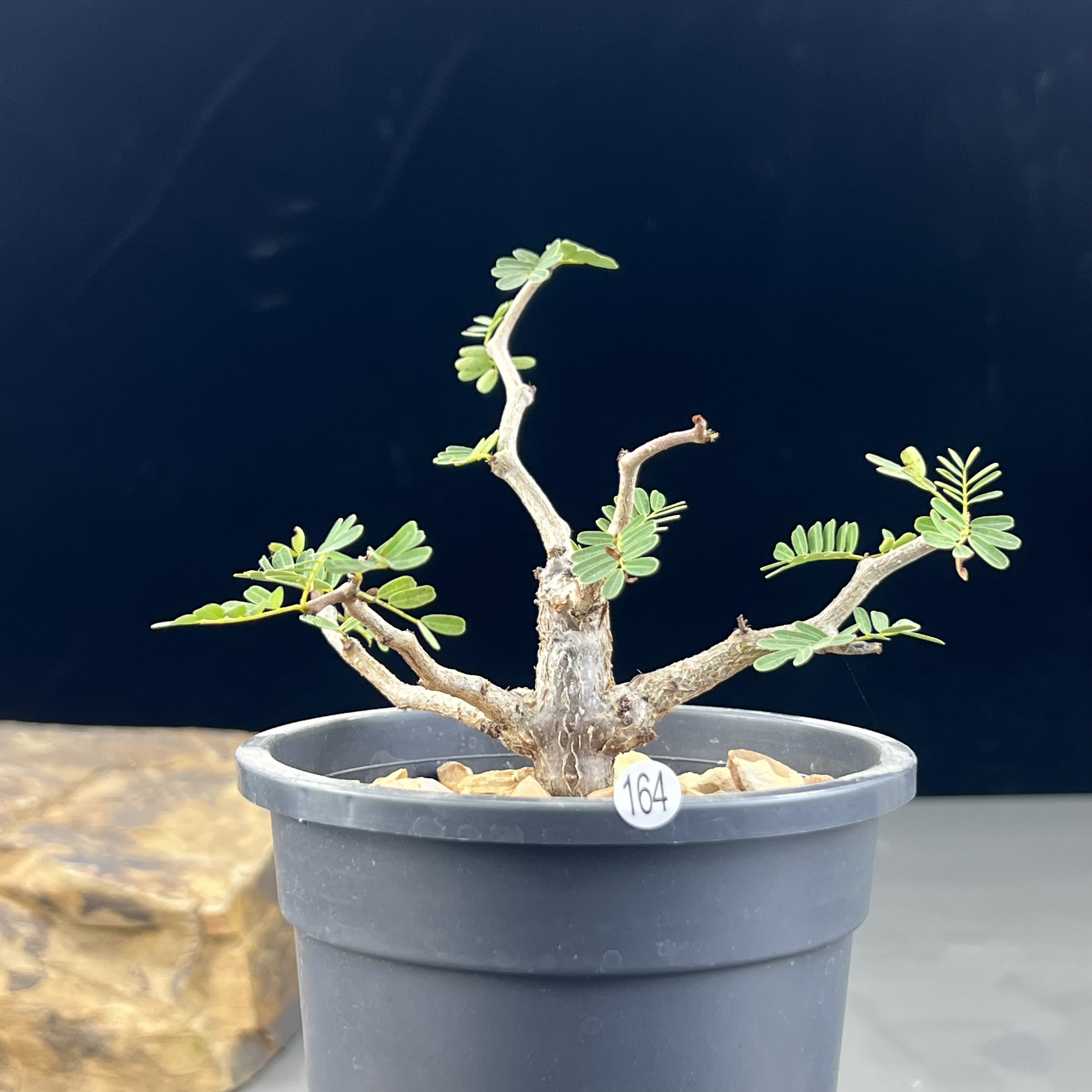 沙漠苏木种播实生一物一拍164