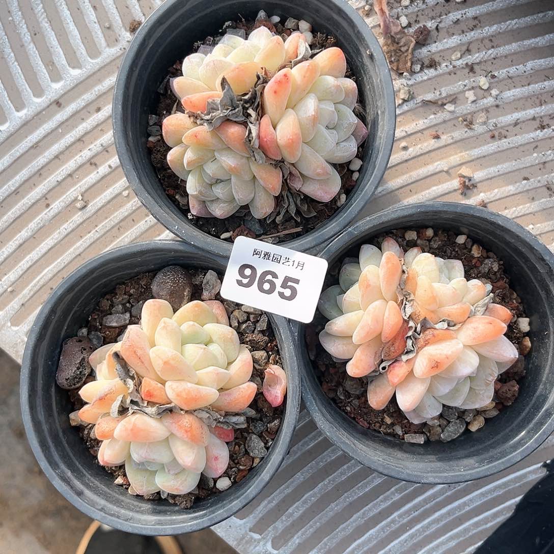 阿雅园艺。            963