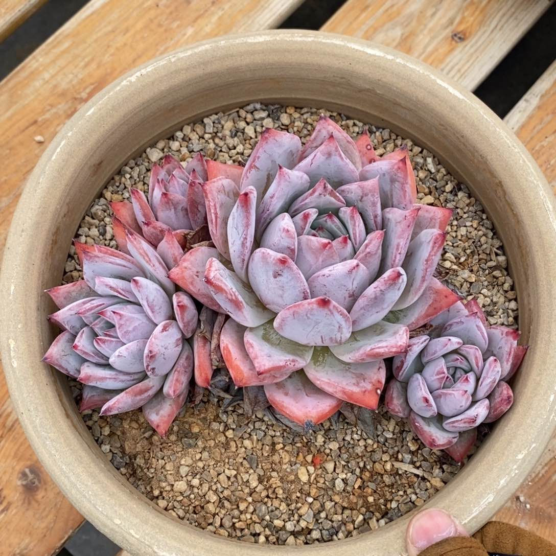 健健康康快快乐乐满38包邮多肉