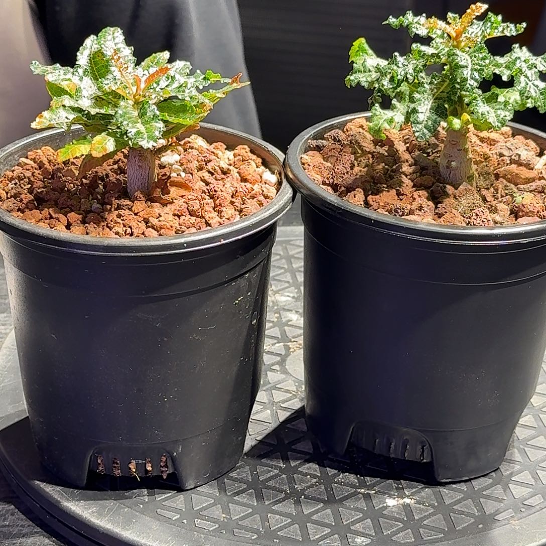 娜娜乳香一个实生一个