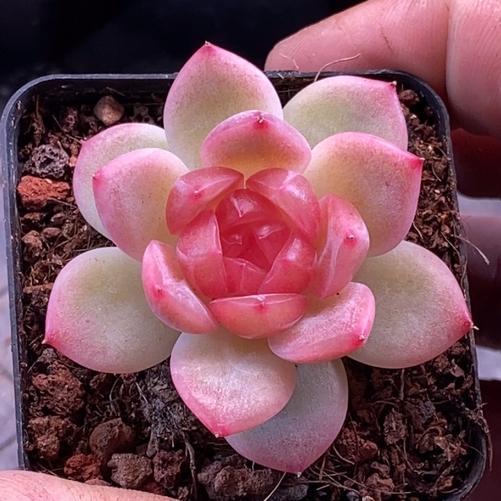 天官赐福百无禁忌