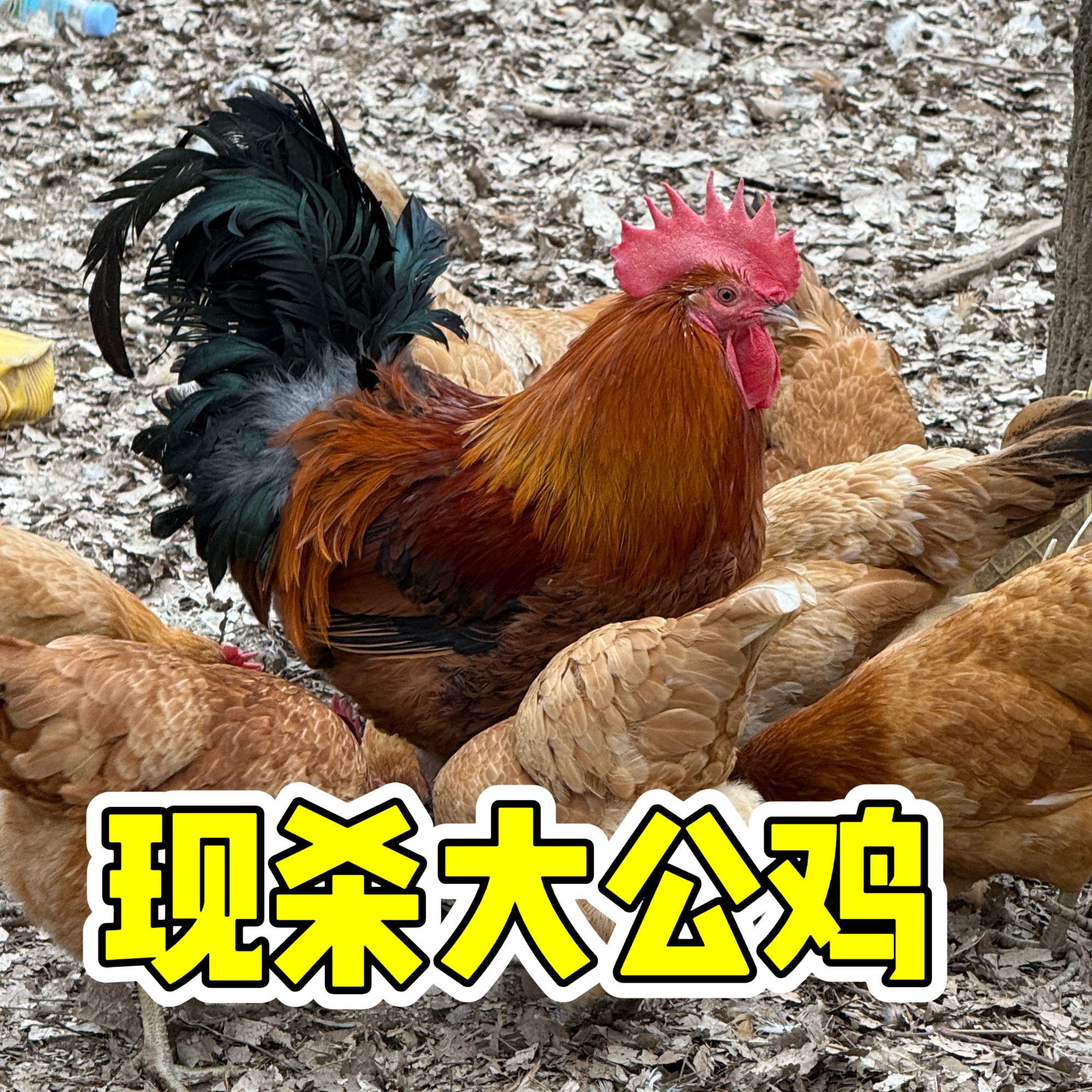 【顺丰包邮】正宗山林散养土鸡新鲜现杀农家散养公鸡