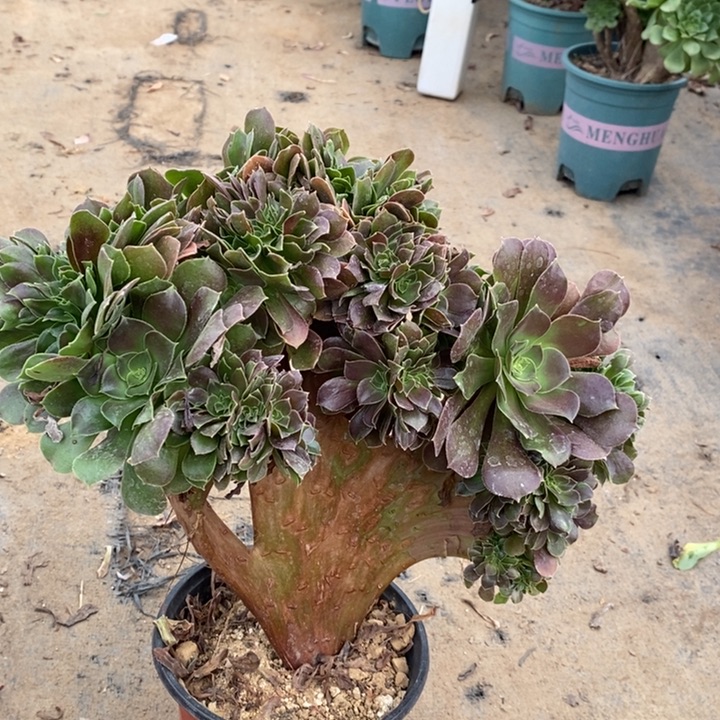 玫瑰缀多肉植物96。