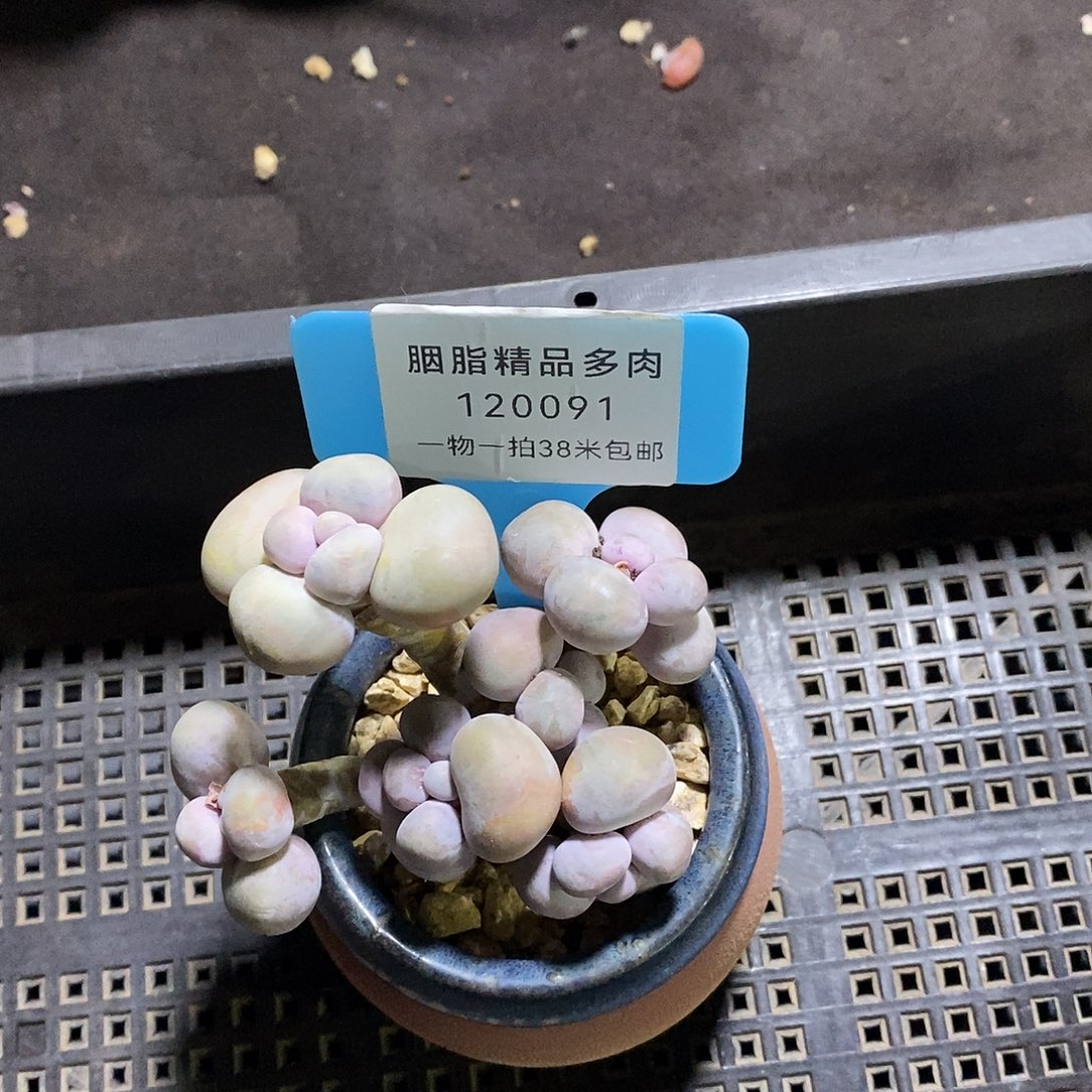 雪****120091个烤鱼咯魔芋小雨