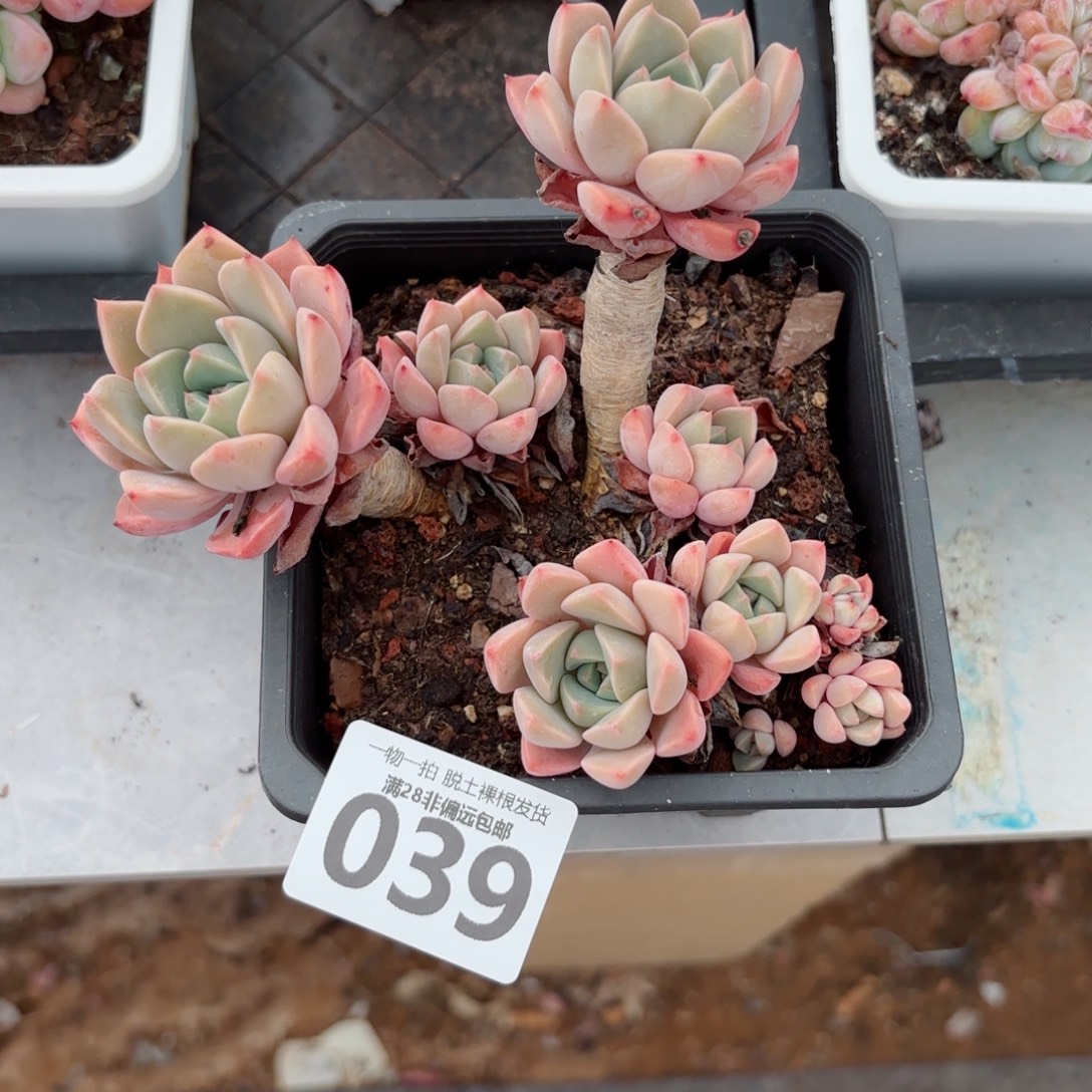 红粉佳人老桩无盆土发货