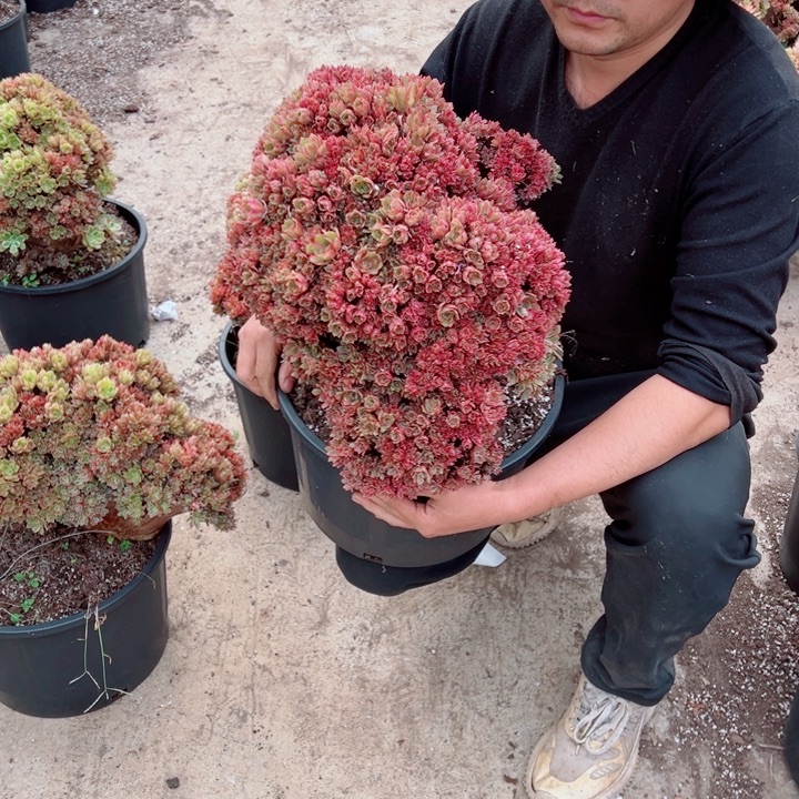 超大女郎48号多肉法师