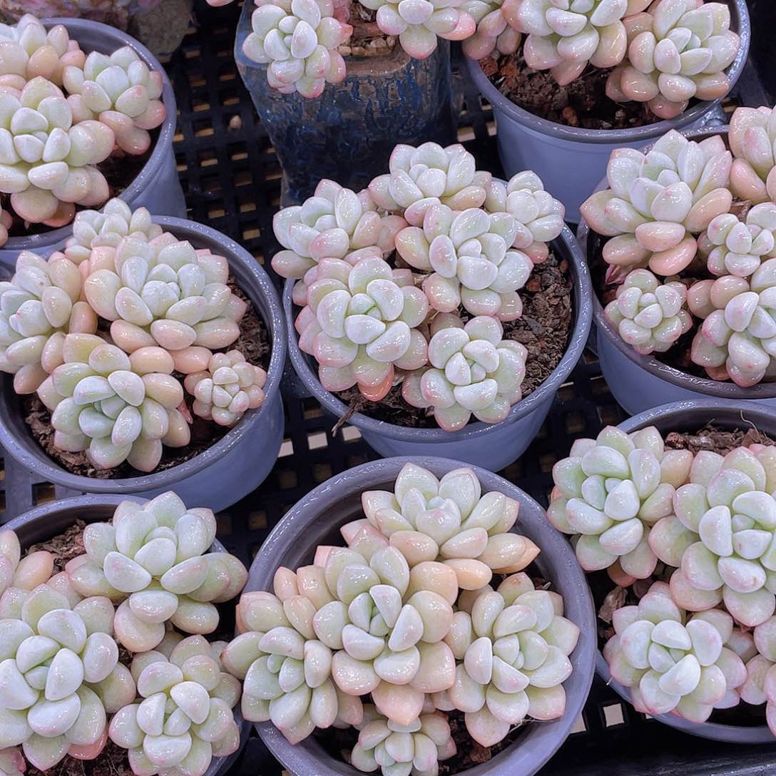 量拍128号 泡泡糖大群生五头起一个