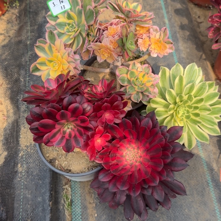 组合多肉植物绿植13