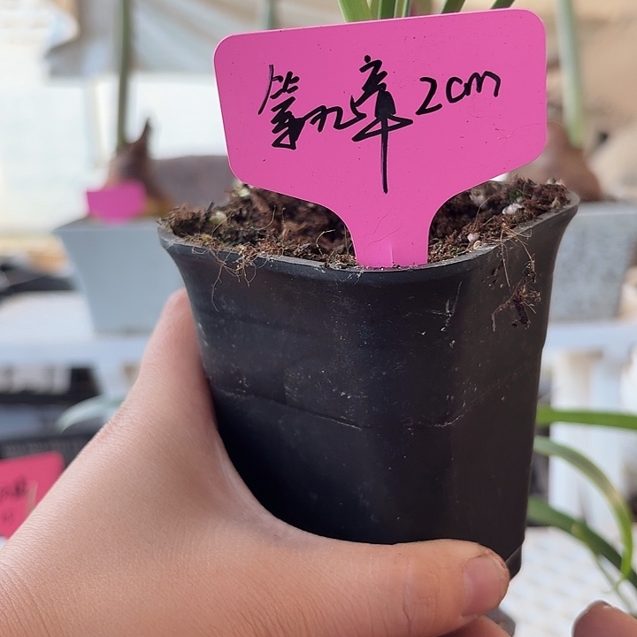 无花朵第九章直径2cm