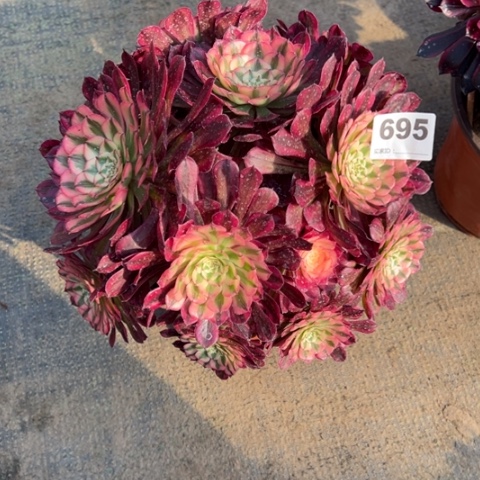 695铜壶锦朵朵多肉，