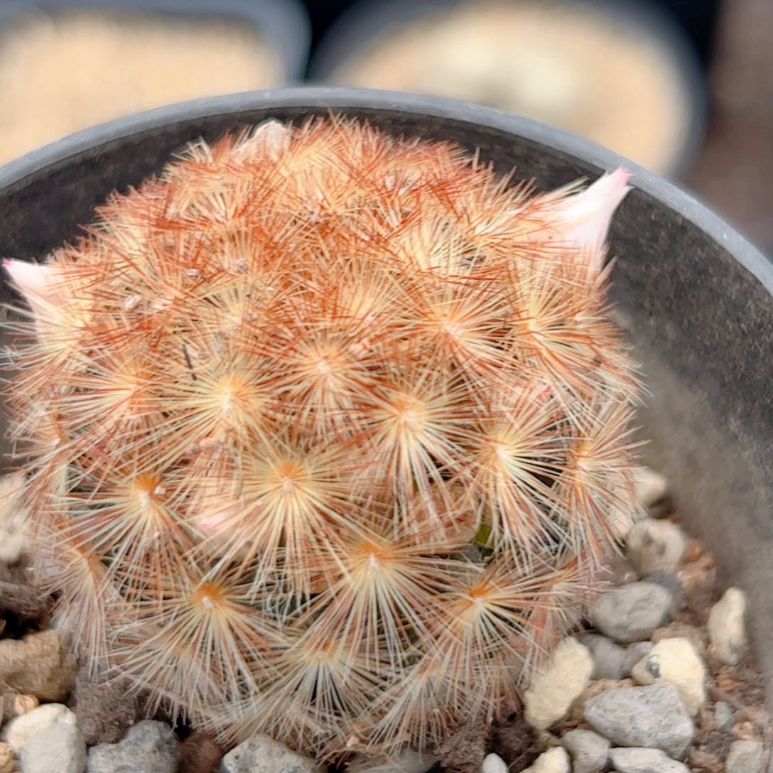 实生 红刺嘉纹丸