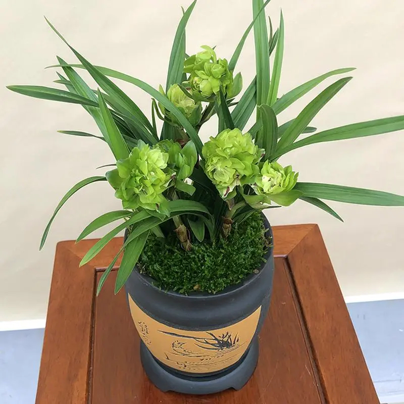 春兰【九仙牡丹】春兰多次参赛获奖的奇花名品 牡丹花型 花香浓郁