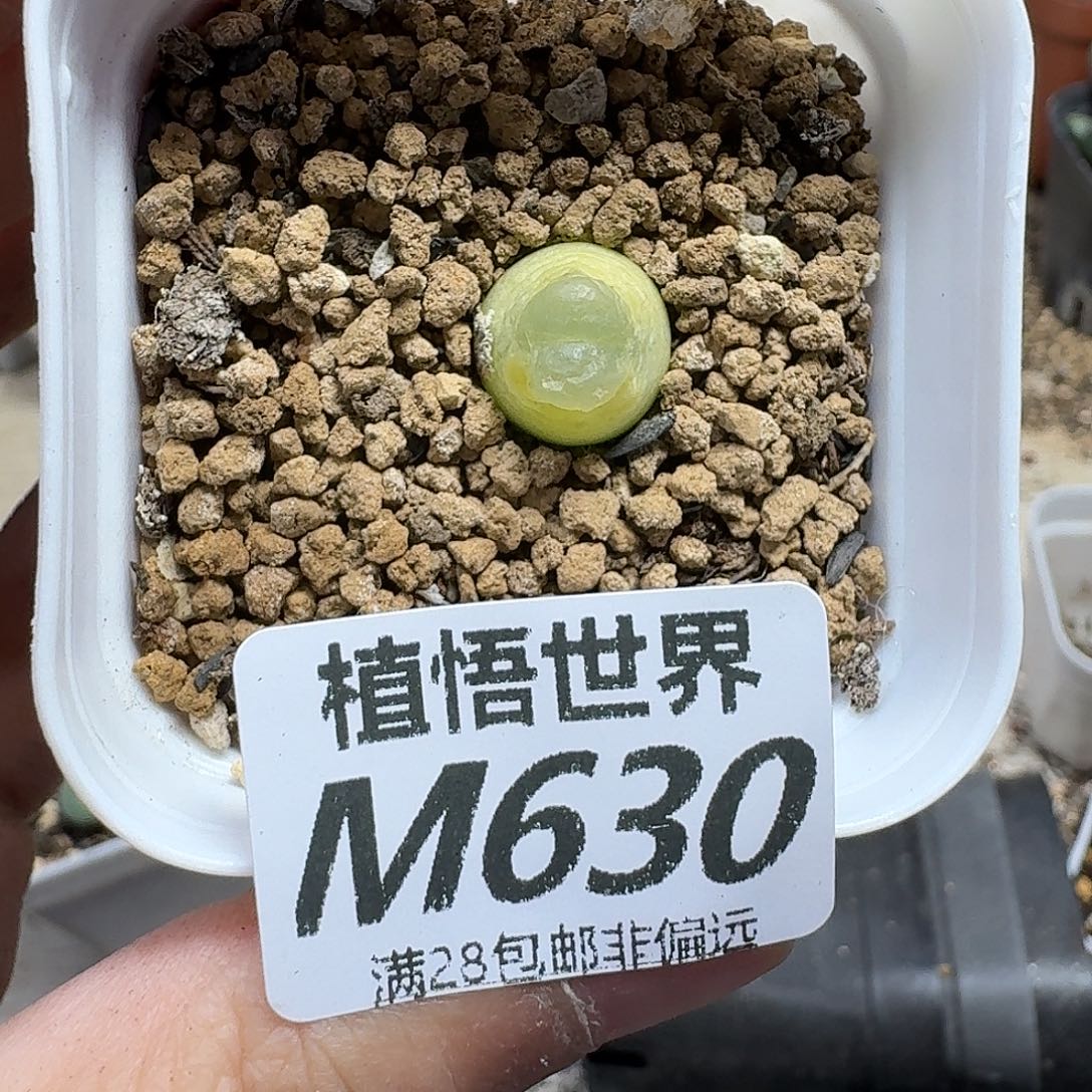 drWdrsdrzdrzw多肉植物