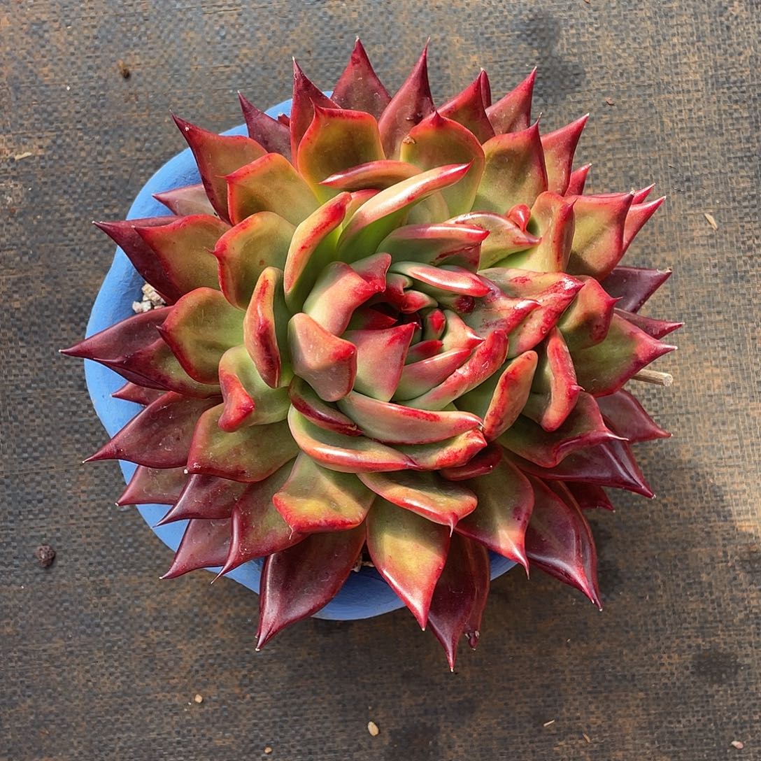 多肉植物一物一拍