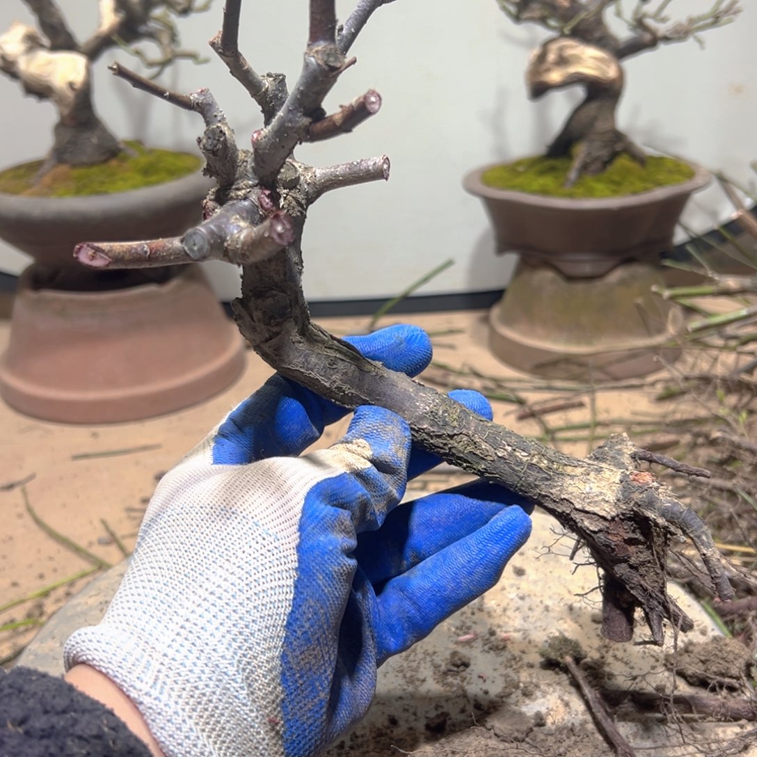 四***叔无花朵原生红须朱砂梅花