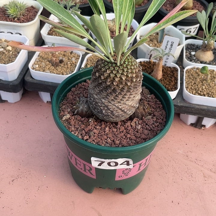 感***悟704大铁甲丸菠萝球