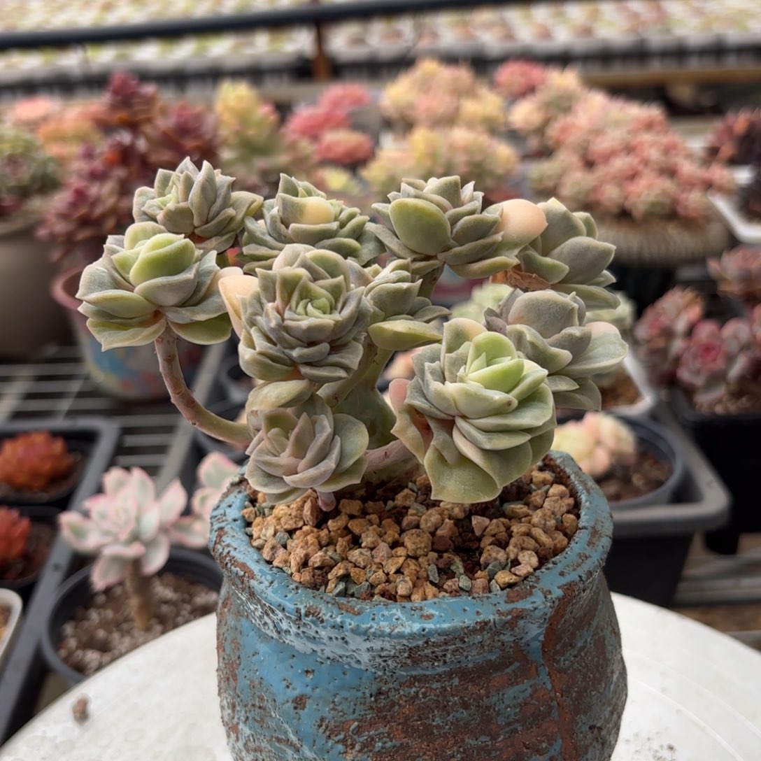 可爱玫瑰锦小树一物一拍