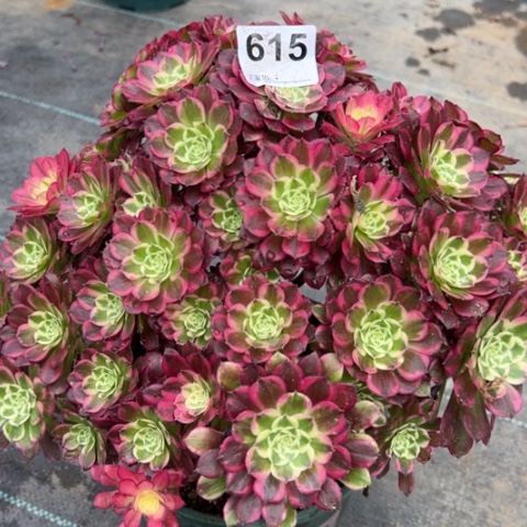 615天合朵朵35厘米左右有断枝