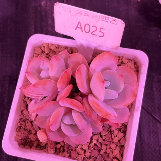 我是第一百个为妖刀应援的阴阳桃花