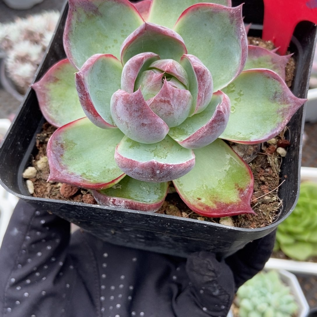 863惊鸿仙子多肉植物保护