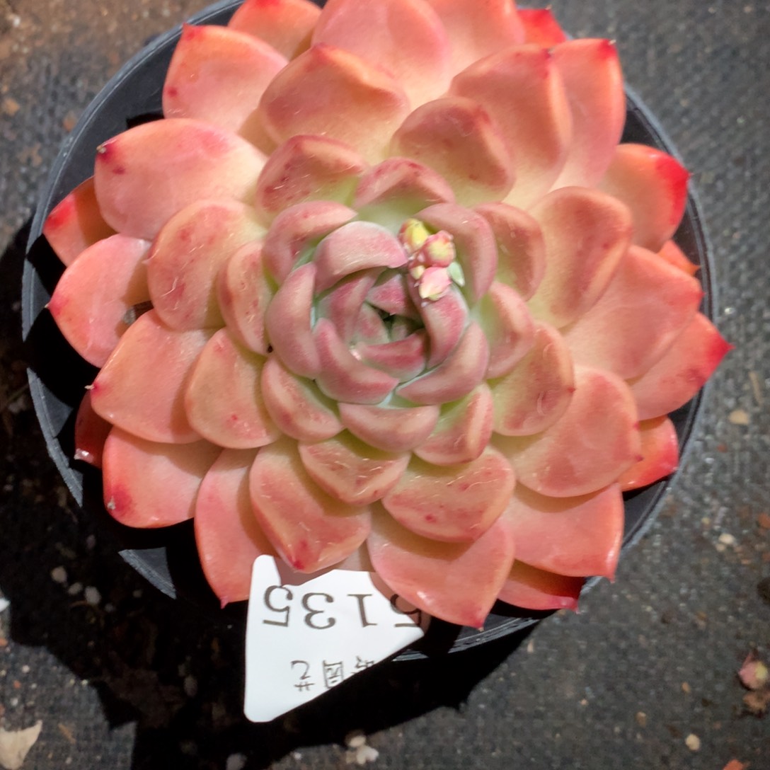 5135新年快乐发发发