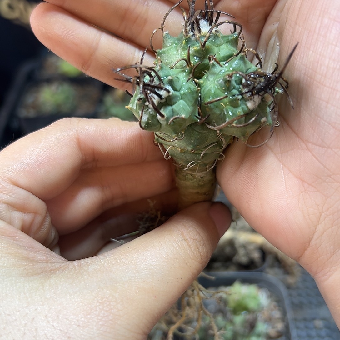 实生3头升云龙3.5公分萝卜根