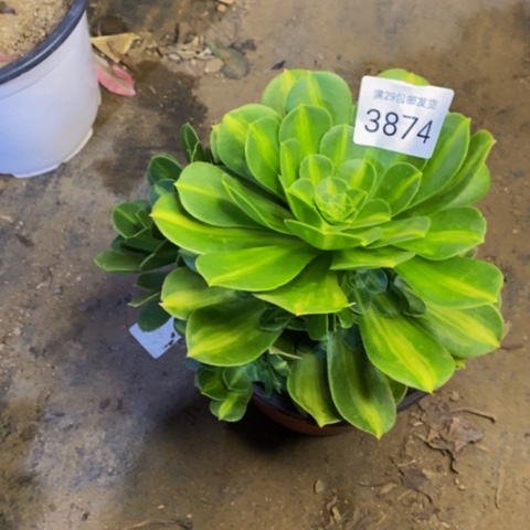 翡翠琉璃多肉3874