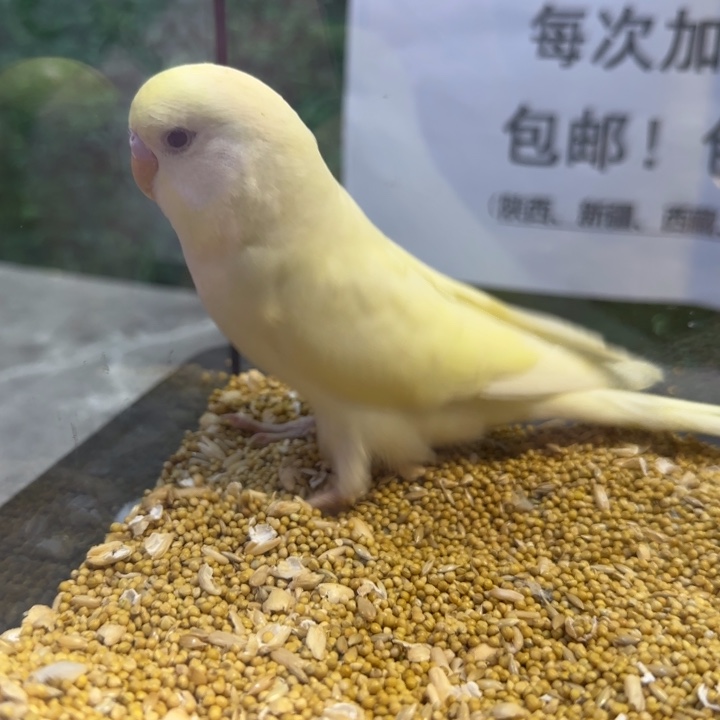 虎皮鹦鹉大头虎皮鹦鹉