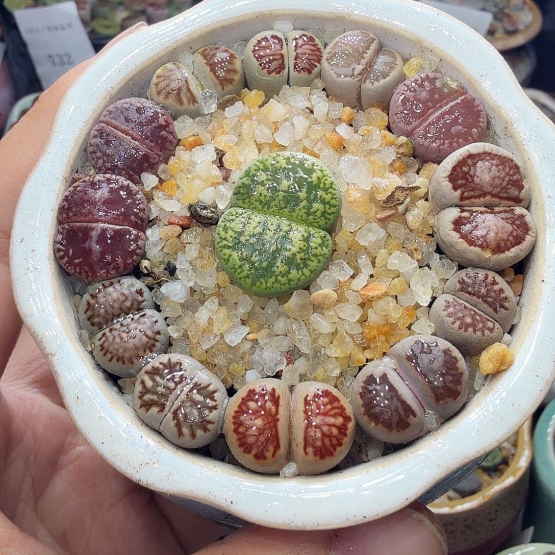 多肉植物福利冲冲啊764