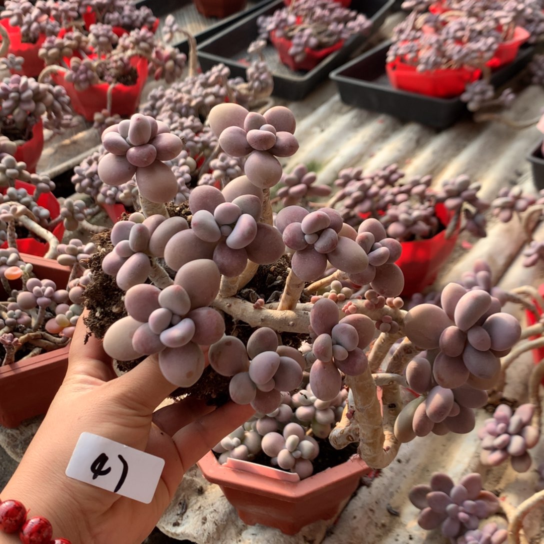 沐***雨桃蛋老桩47号不带盆