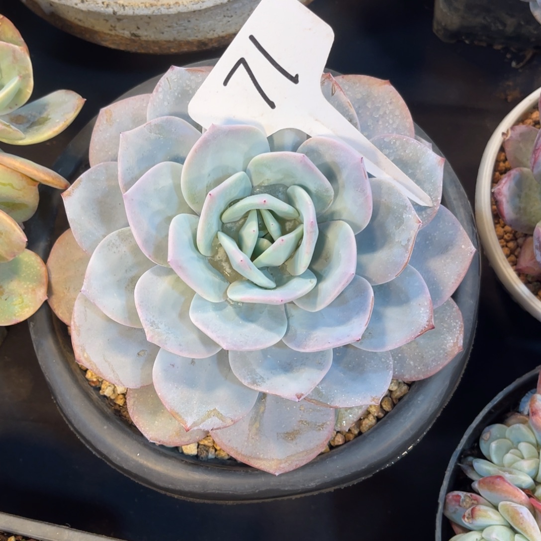 汤***圆老阿姨花卉一物一拍71