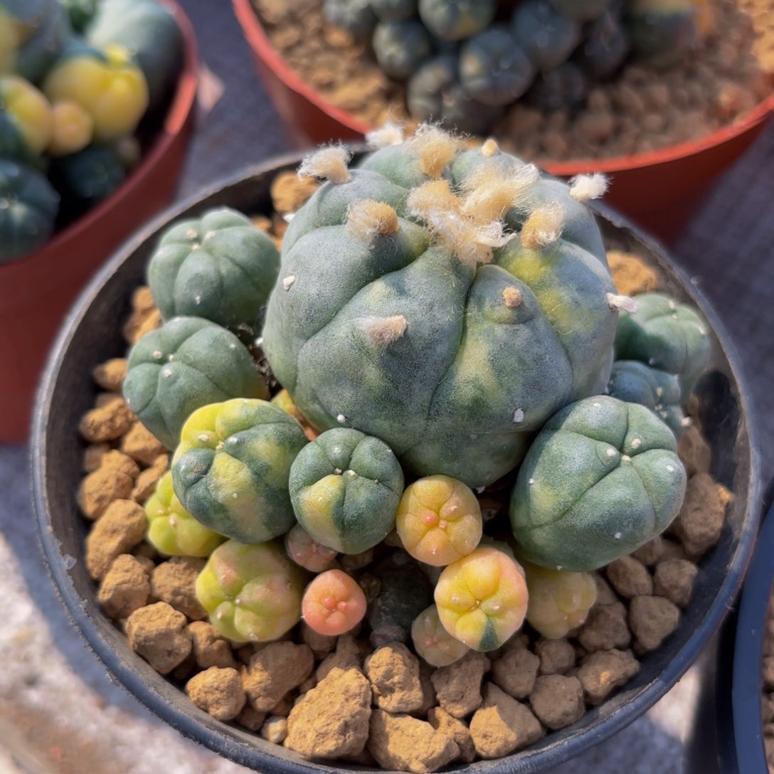 自根锦G g g g g g g