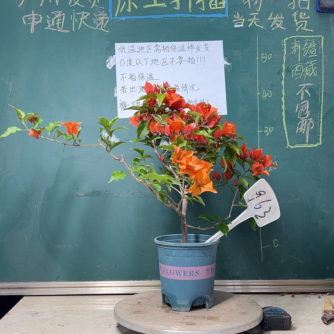 完全开放  热火桑巴 963