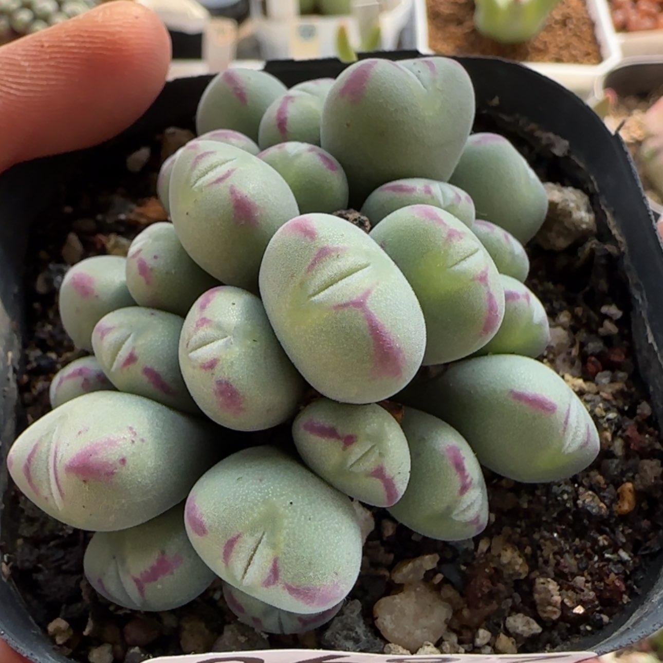 【闪购商品】8687     