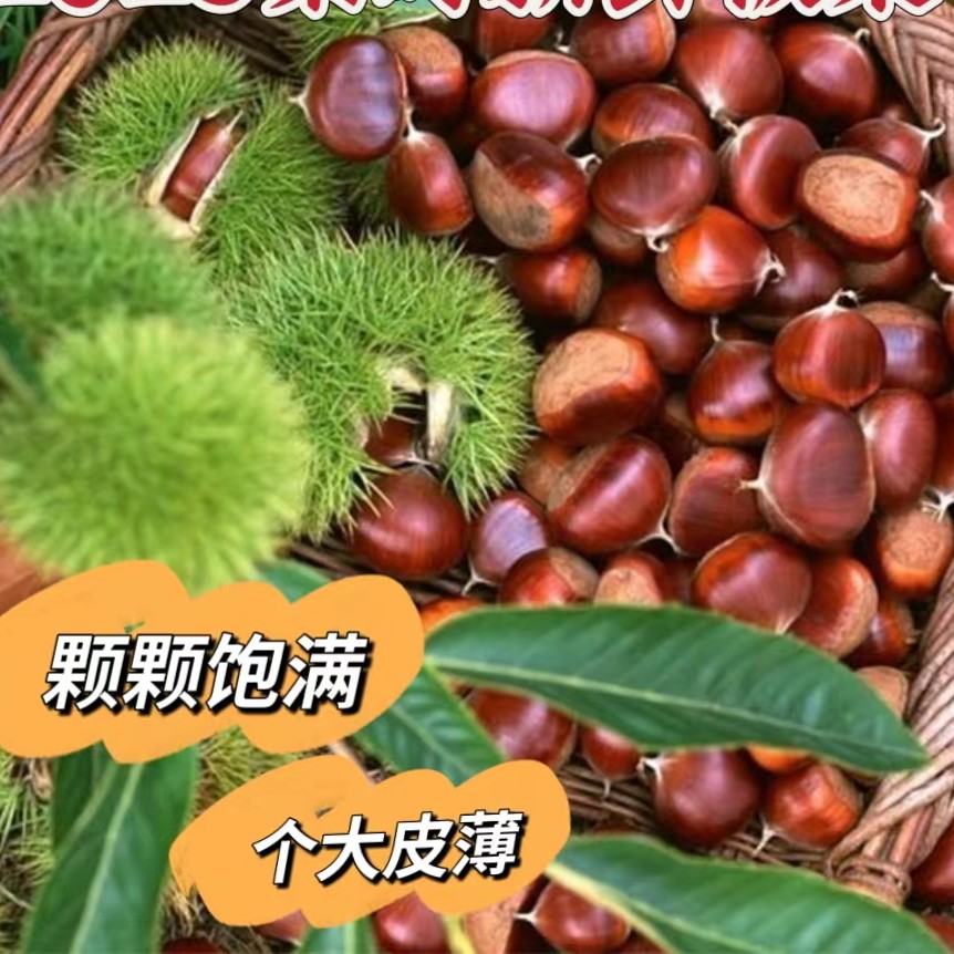 【农家种植】2025年秦岭新货农家板栗大颗油栗生栗子新鲜大粒5斤