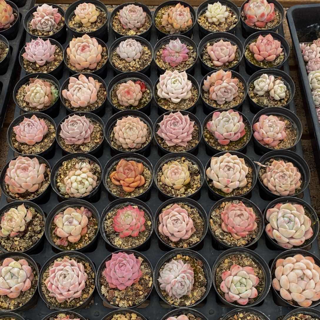 482多肉植物纤维面膜贴