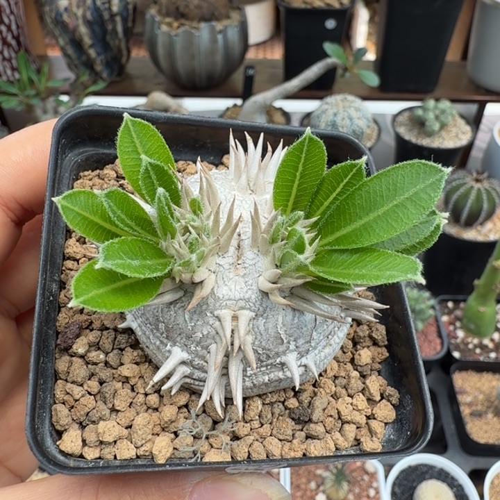 慧比大黑252 仙人球