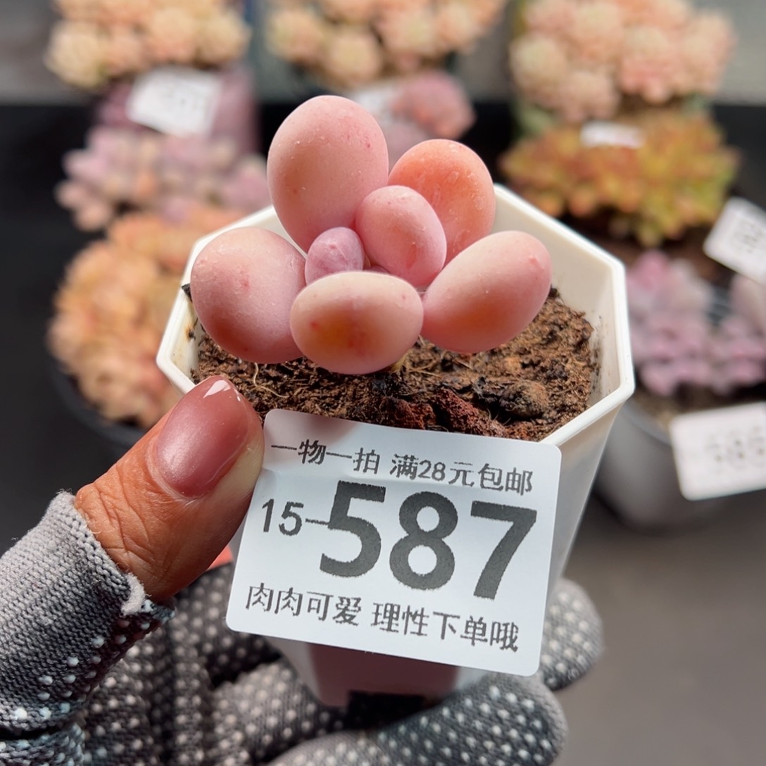 蛋黄奶多肉多肉多肉多肉多肉