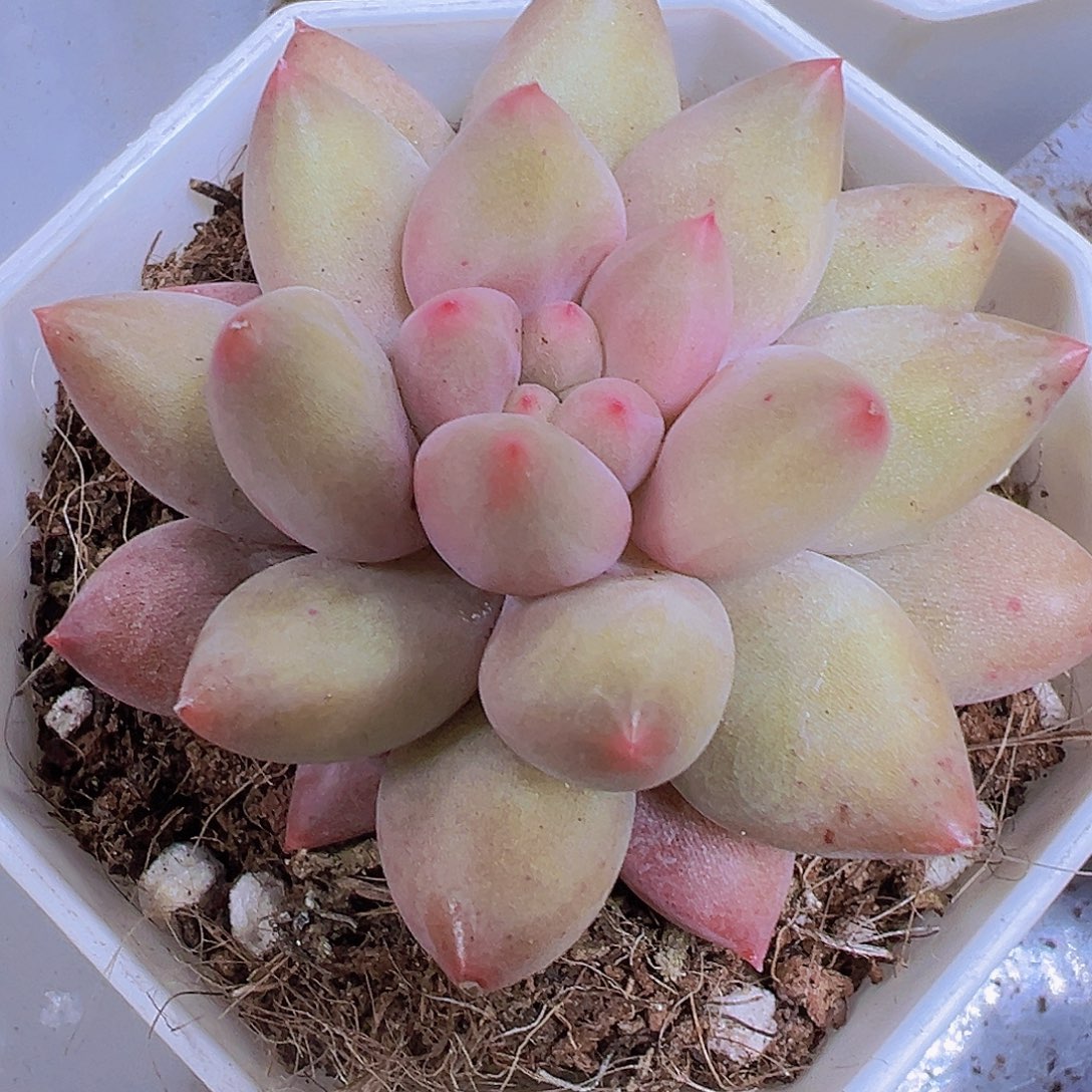 水晶球19包邮多肉植物