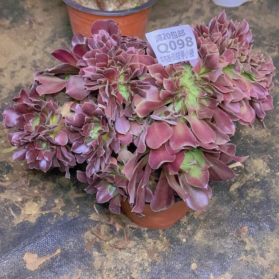 098玫瑰缀化多肉法师锦有瑕疵