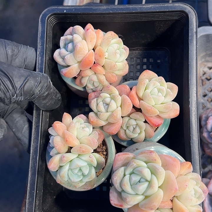 3654，四个三头冰玉带盆