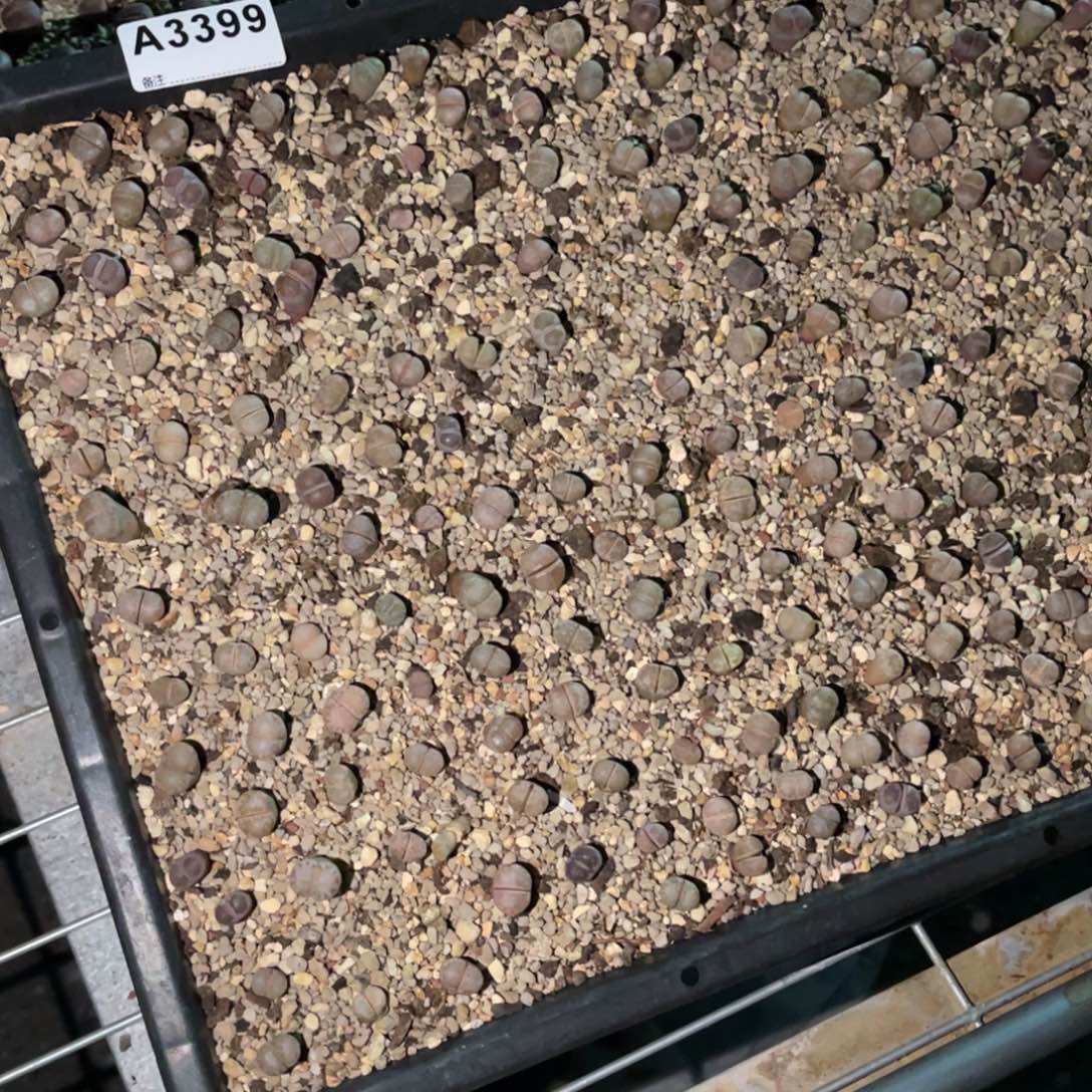 乾***丶3399福利筐1不售后