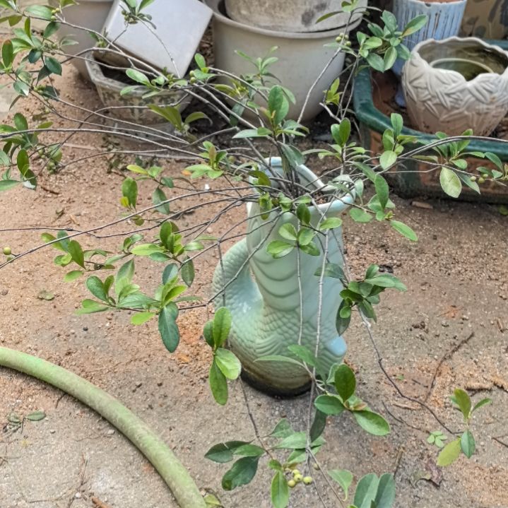 黎***泳春花一个土球包邮