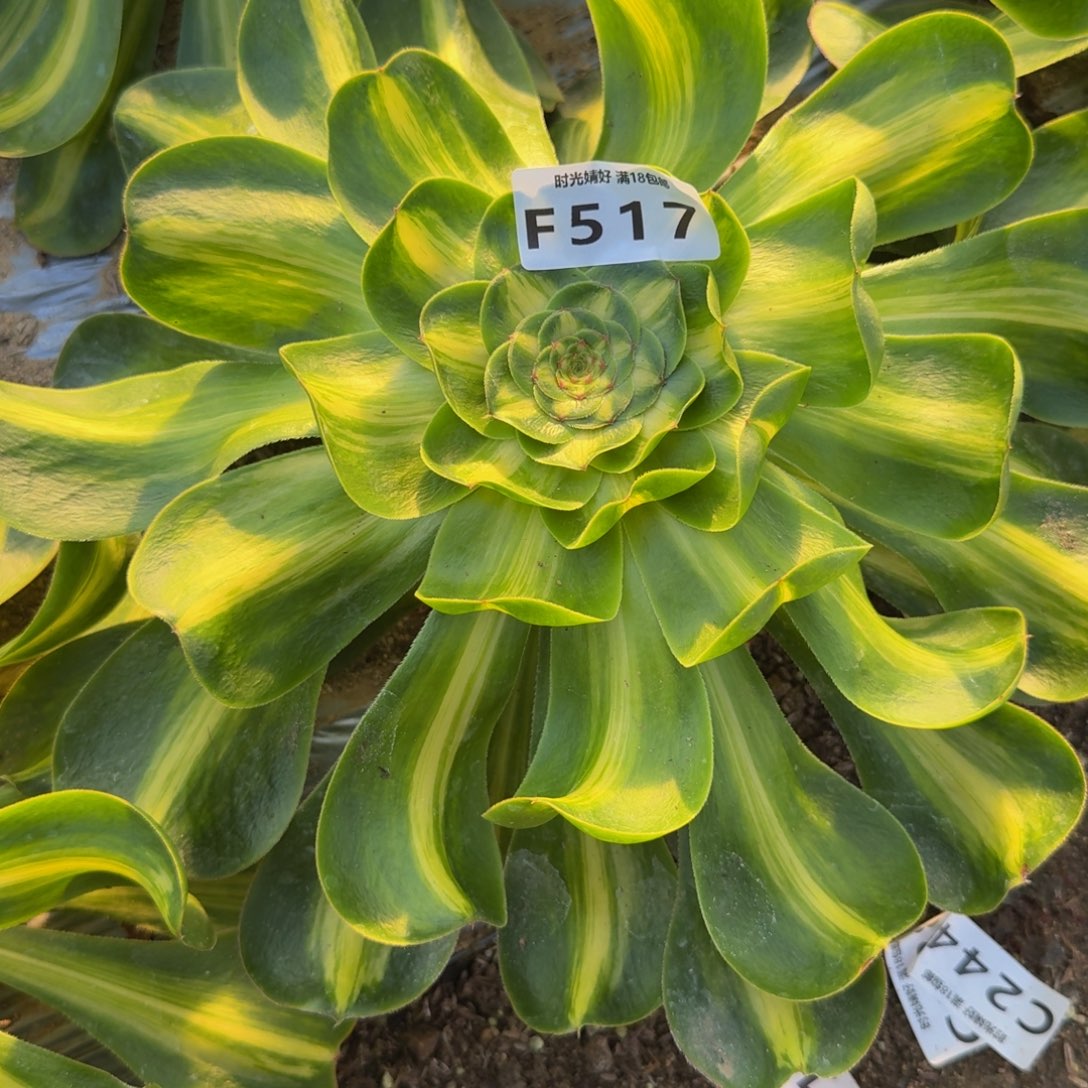 517暴君。多肉植物