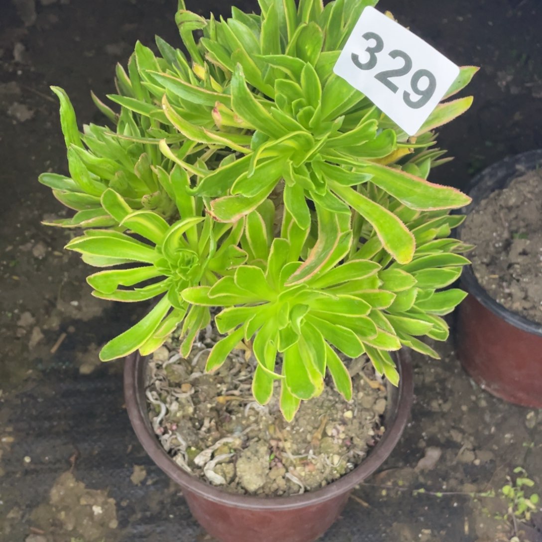 329号绿法师，黄姐叫妖姬