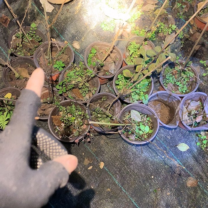 无花朵盲盒15.8，嫁接苗