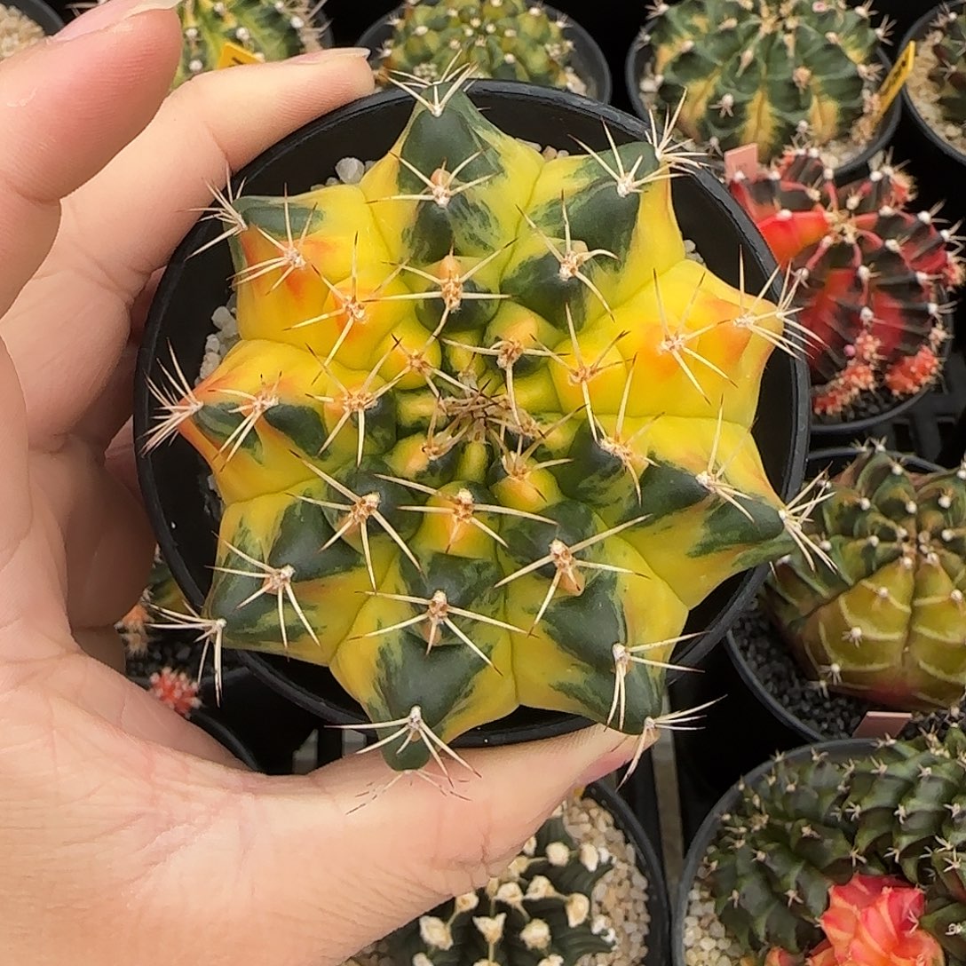 N13-1227泰国米哈太阳皇冠