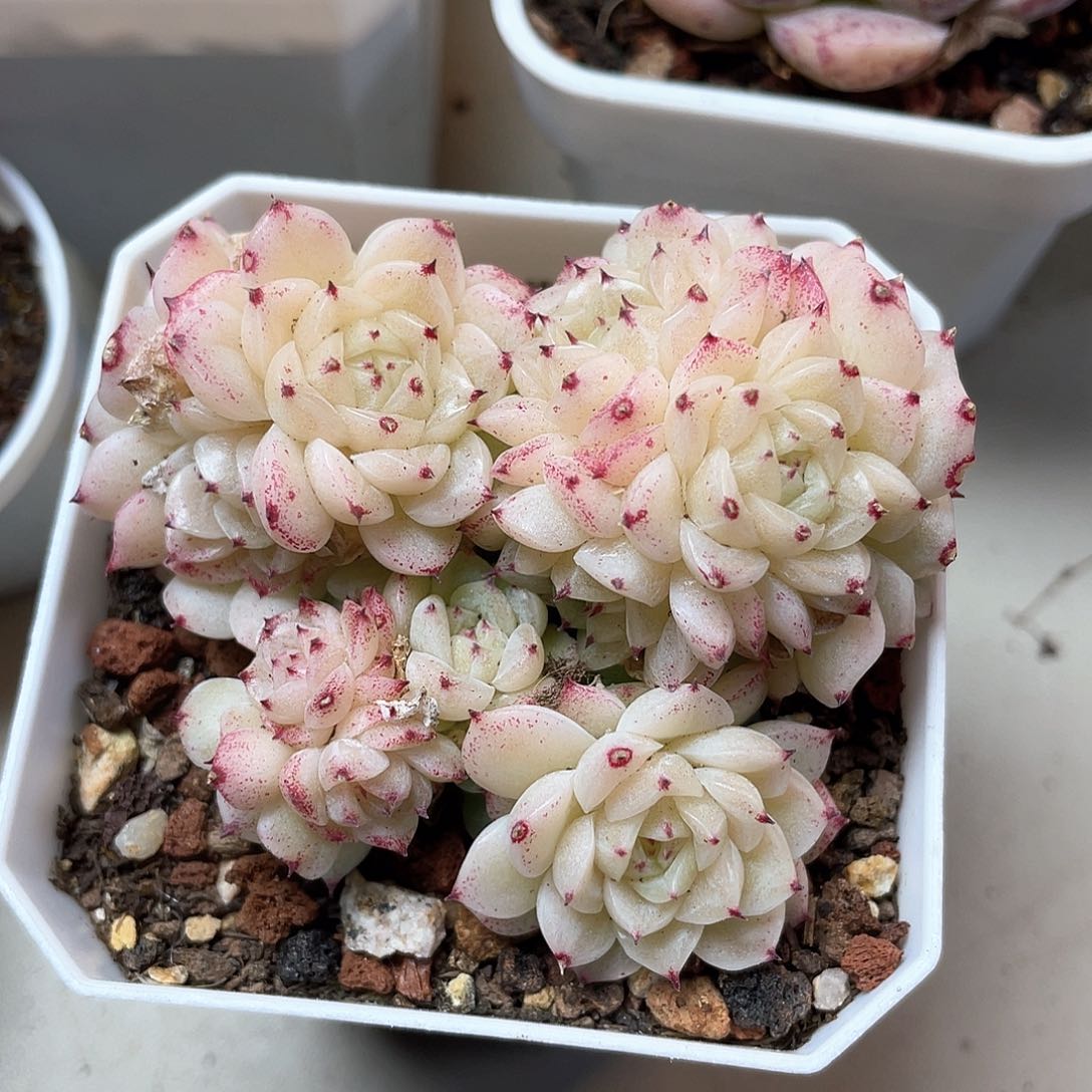 优选麦秆a111福利584