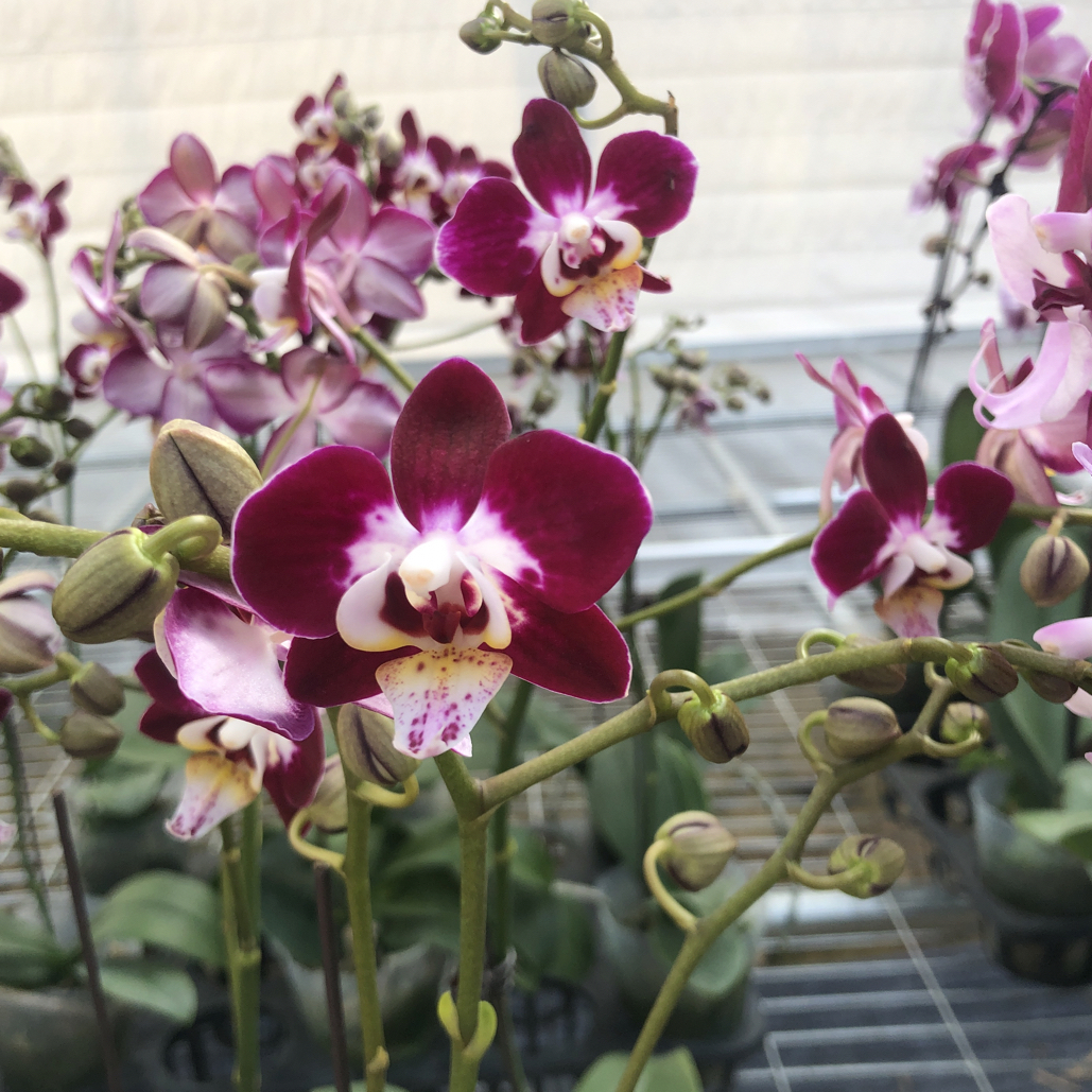 福喜 【星空】蝴蝶兰基地直发